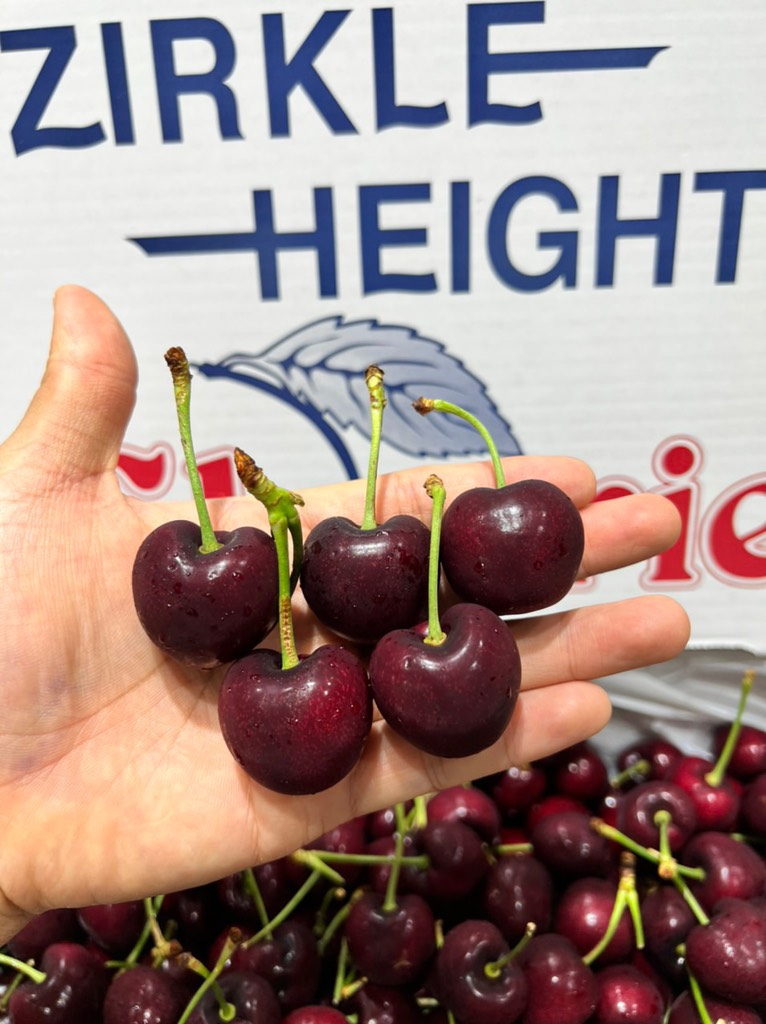 Cherry Chiếc Lá sz9