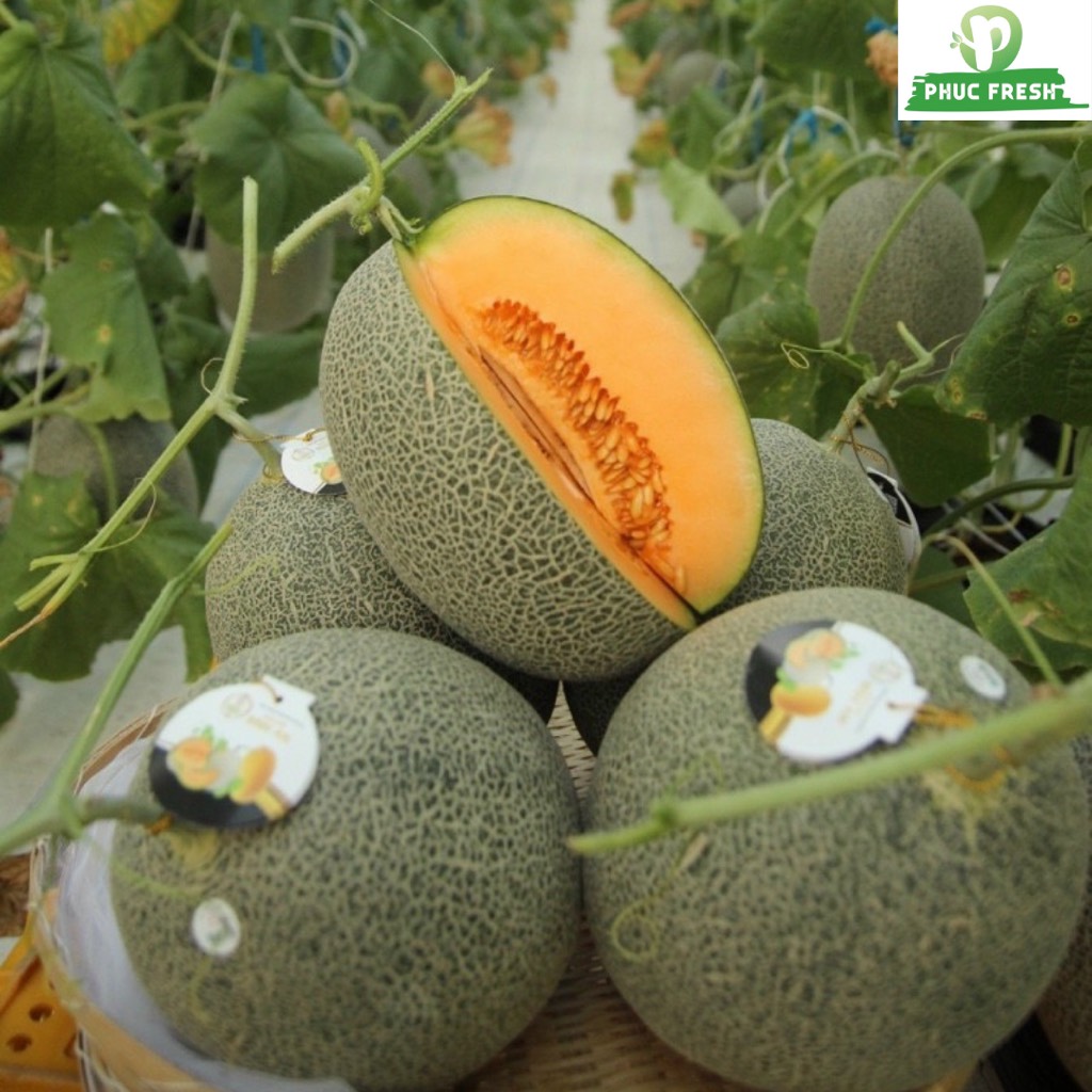 Dưa lưới (dưa Mật) Amore Bình An Farm premium