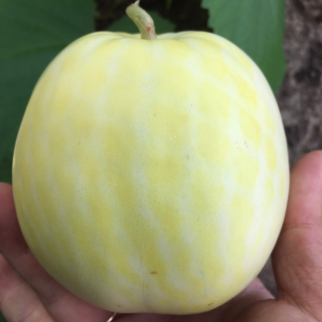 Dưa Lê canh tác thuận tự nhiên