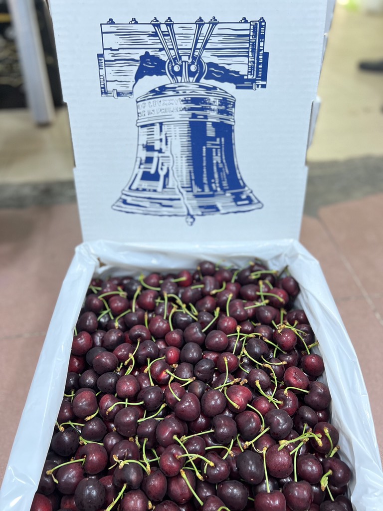 Cherry Mỹ Chuông chủng Chelan size 9