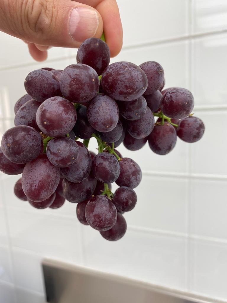 Nho kẹo Mỹ Candy Snap hộp 450g