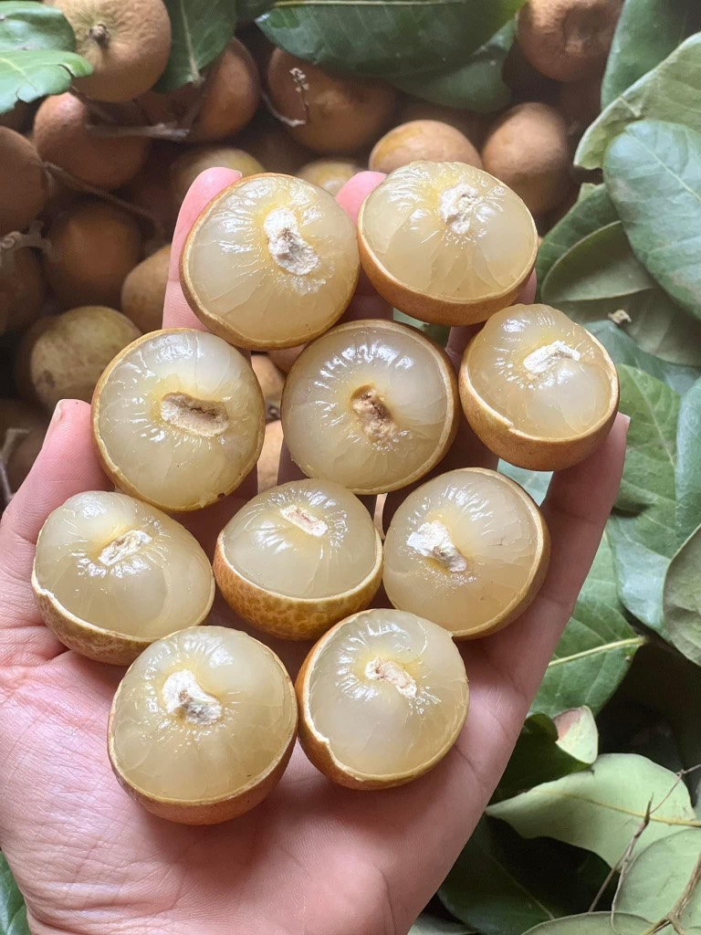 Thanh nhãn (nhãn bắp cải)