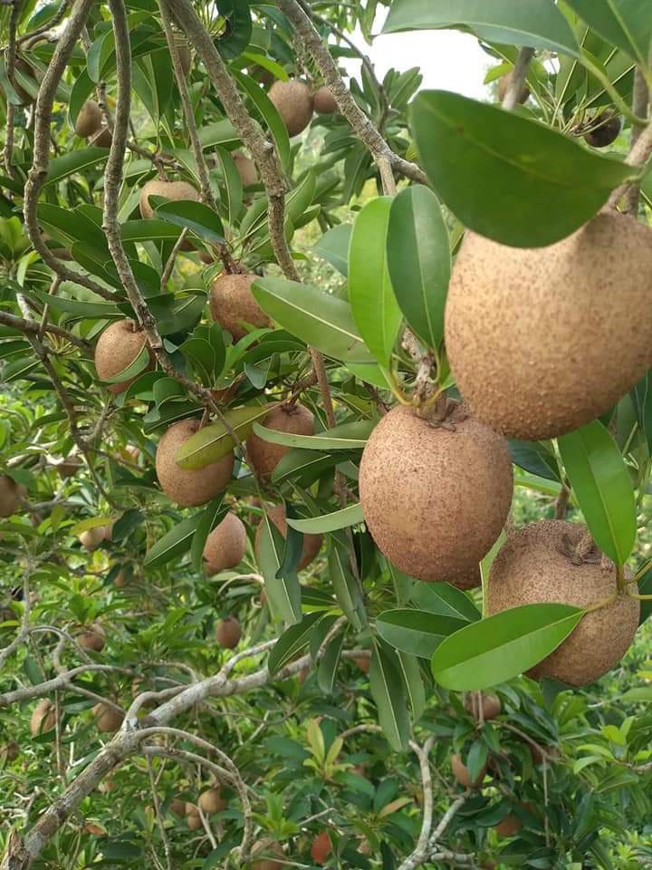 Sapoche da cám loại I Vietgap