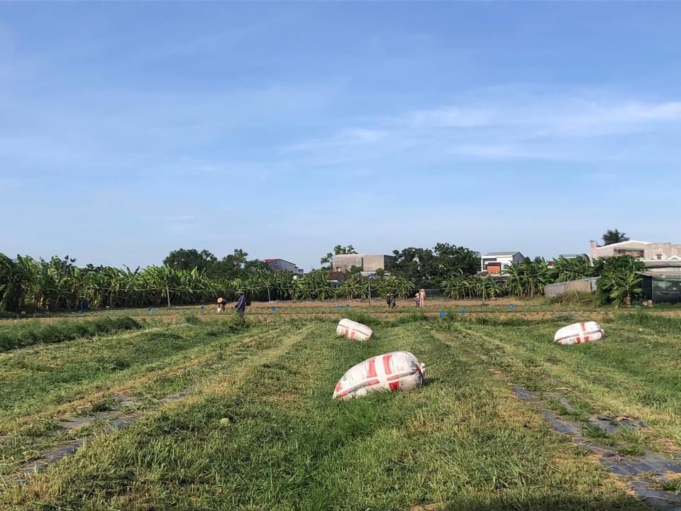 Dưa Lê canh tác thuận tự nhiên