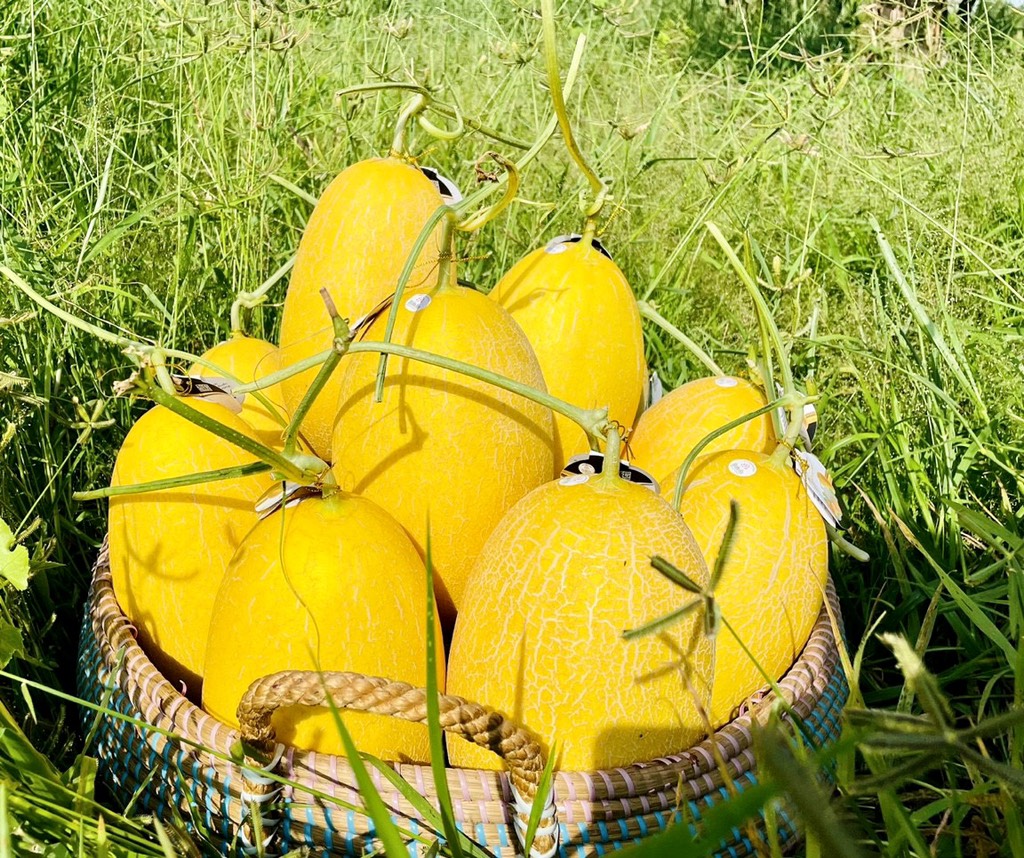 Dưa lưới hoàng kim huỳnh long globalgap (Bình An Farm)