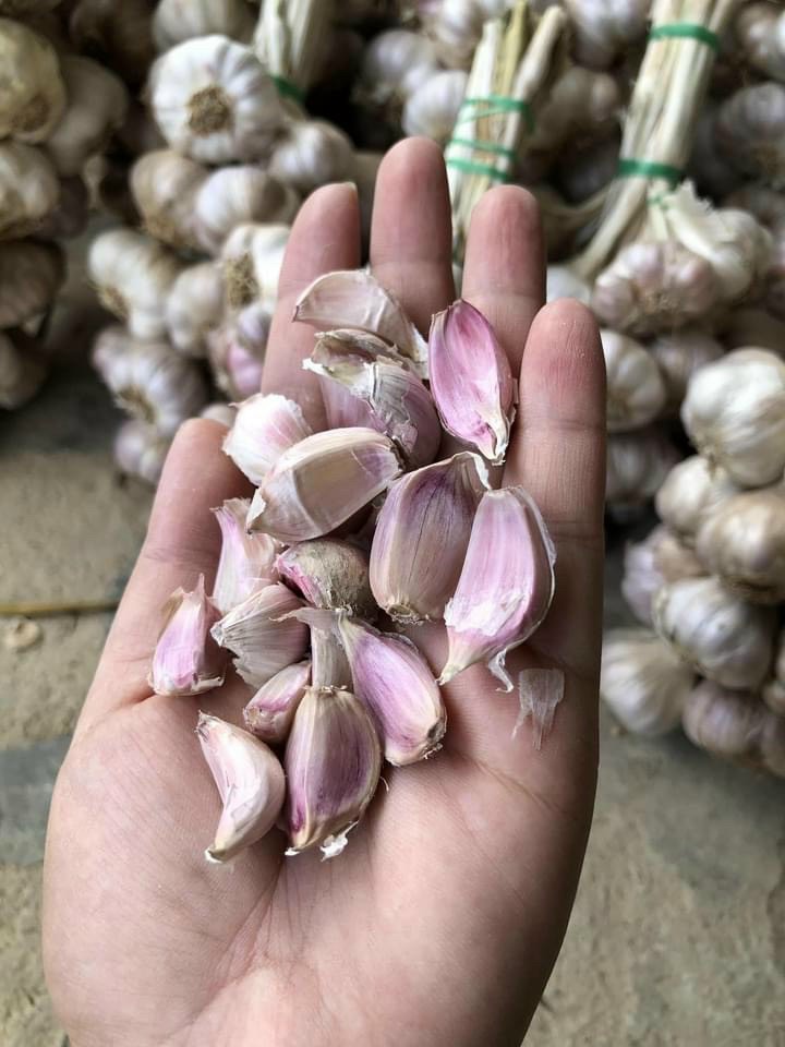 Tỏi tím Đà Lạt tép VIP (búi 1kg)