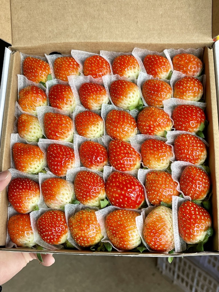 Dâu tây giống Nhật size C 49 (hộp 500gr)
