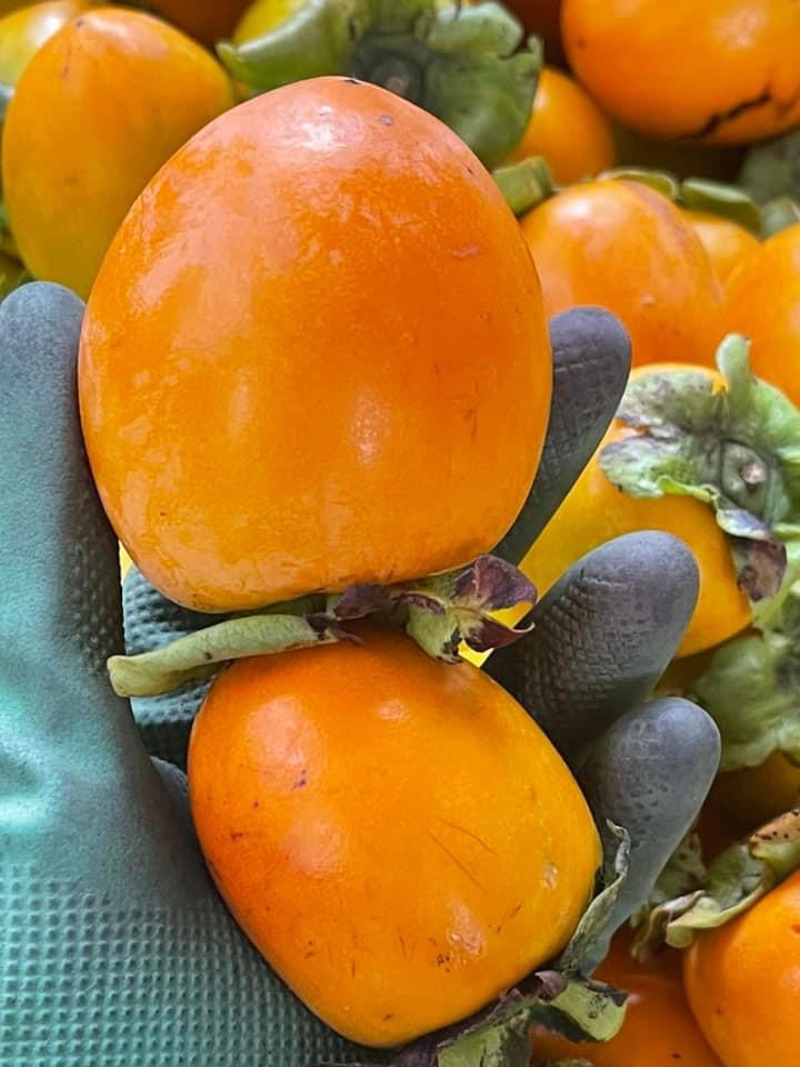 Hồng trứng Đà Lạt