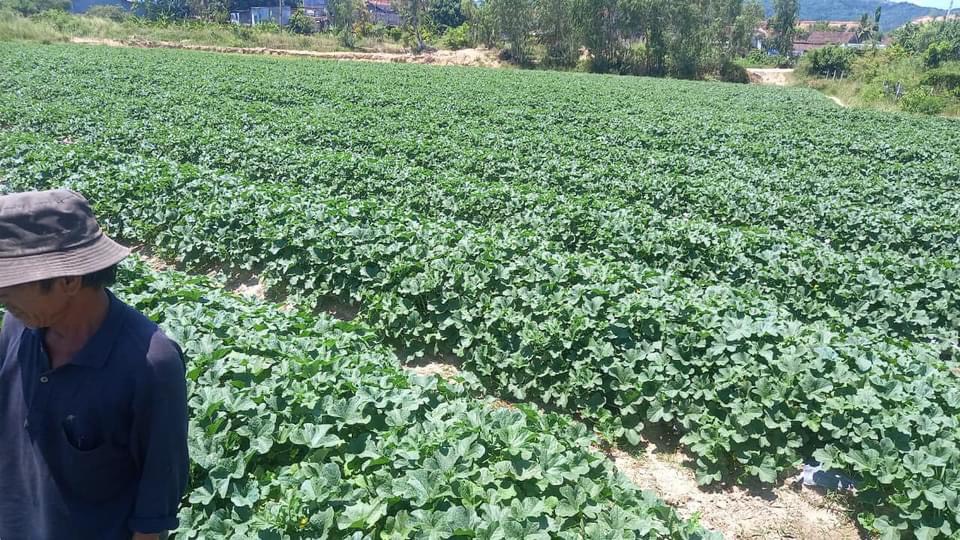 Dưa Lê canh tác thuận tự nhiên