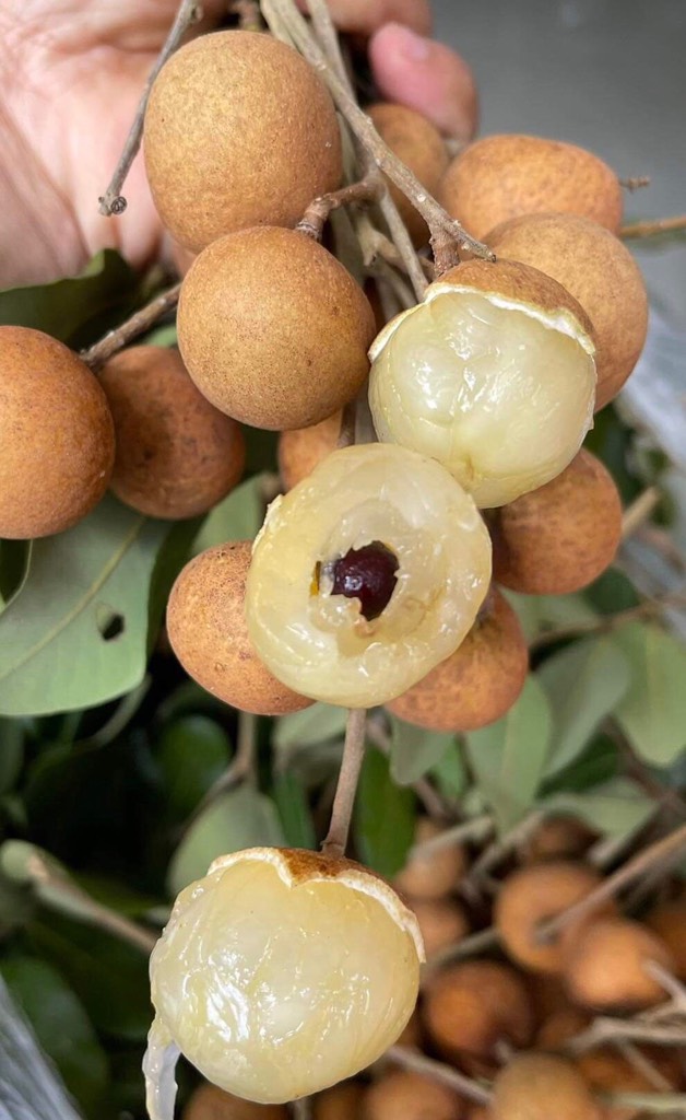 Thanh nhãn (nhãn bắp cải)