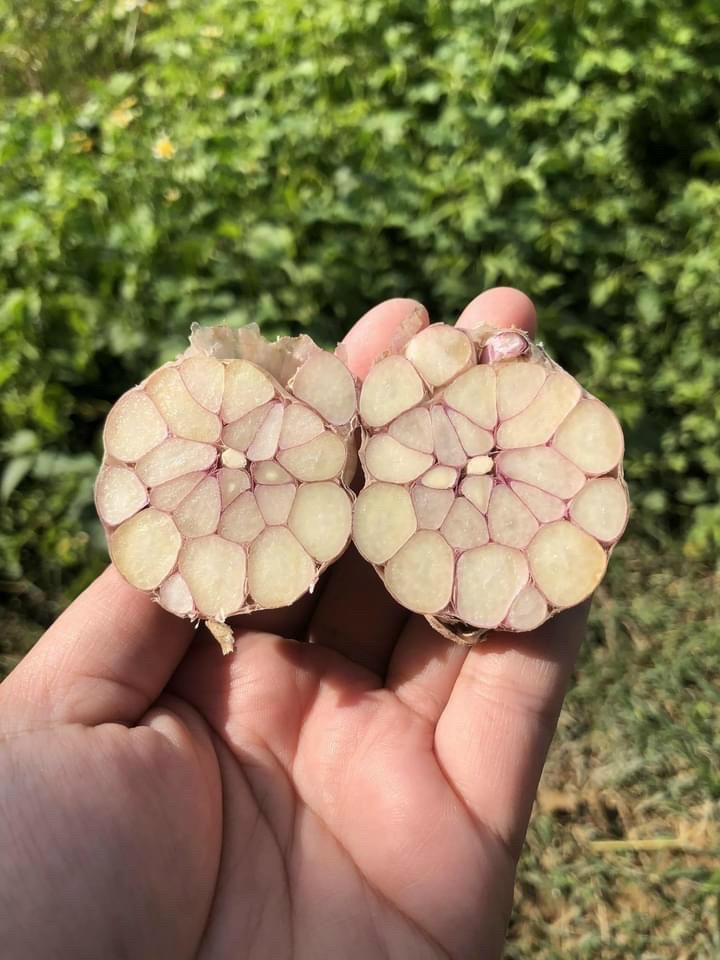 Tỏi tím Đà Lạt tép VIP (búi 1kg)