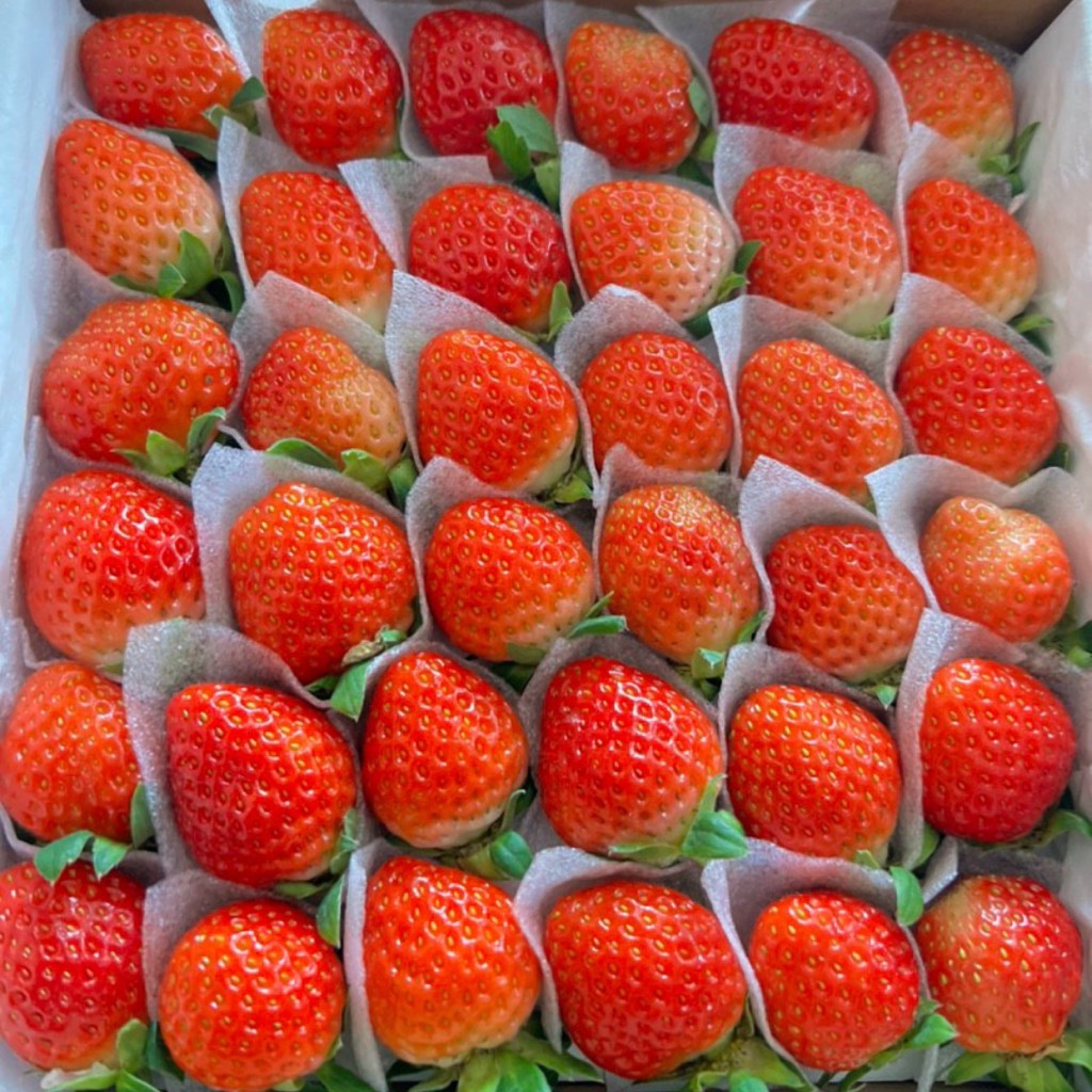 Dâu Tây giống Nhật size C (49 trái) hộp 500gr