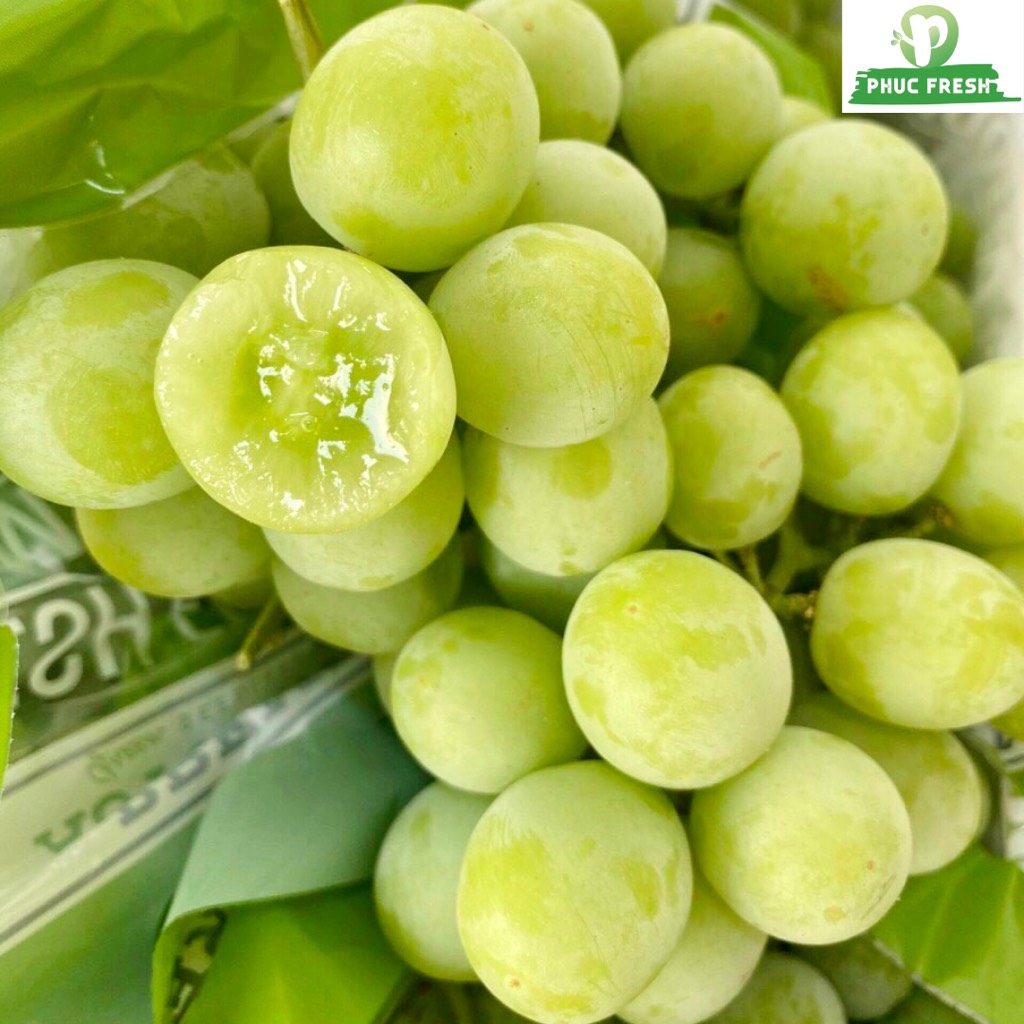 Thông Tin Chi Tiết Về Nho Xanh Victor