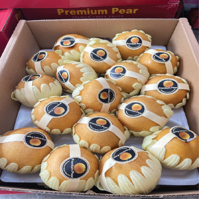 LÊ NÂU SIGON sz 34