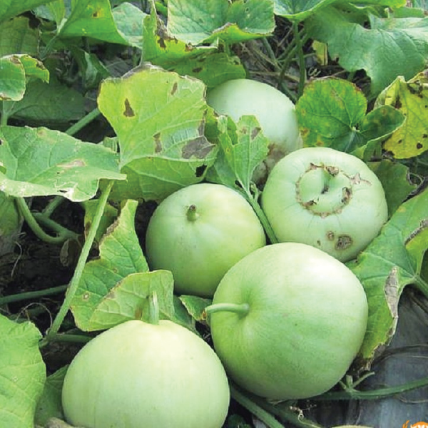 Dưa Lê canh tác thuận tự nhiên