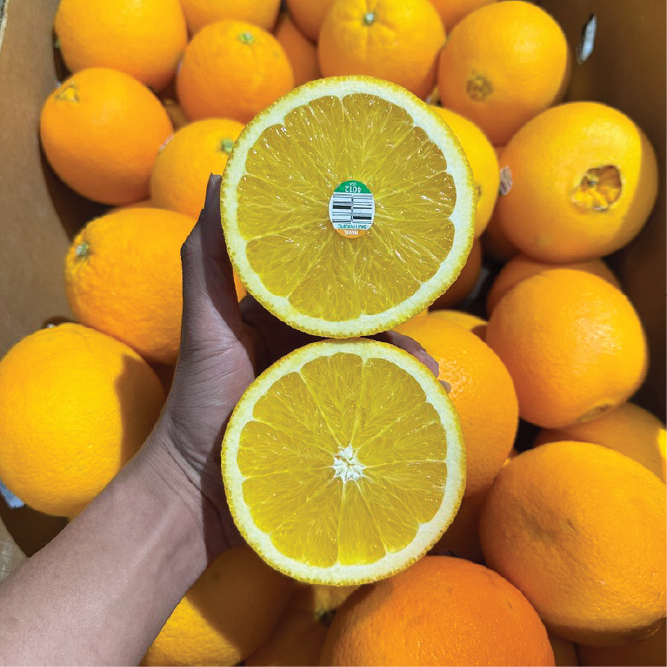 Cam Mỹ Airchief sz 48