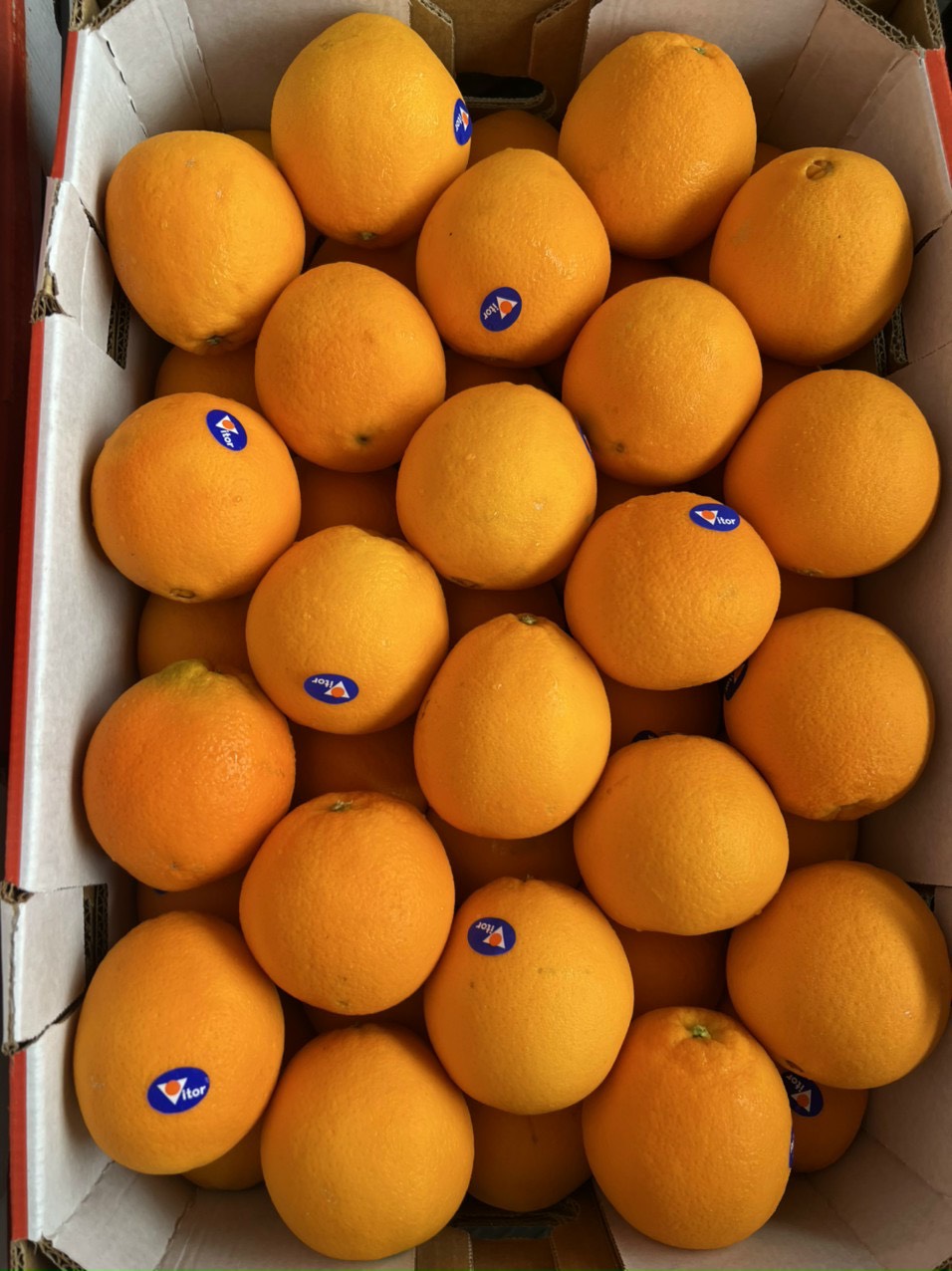 Cam Vàng Úc Victor