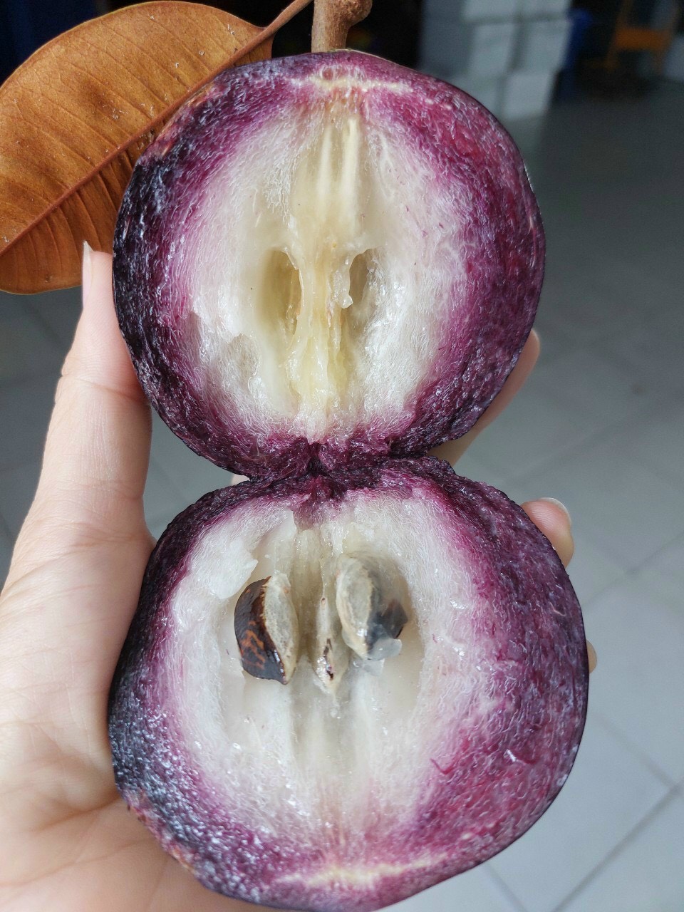 Vú sữa tím bắc thảo