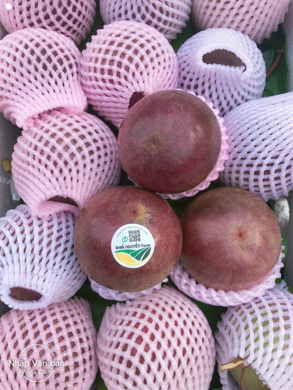 Vú sữa tím bắc thảo