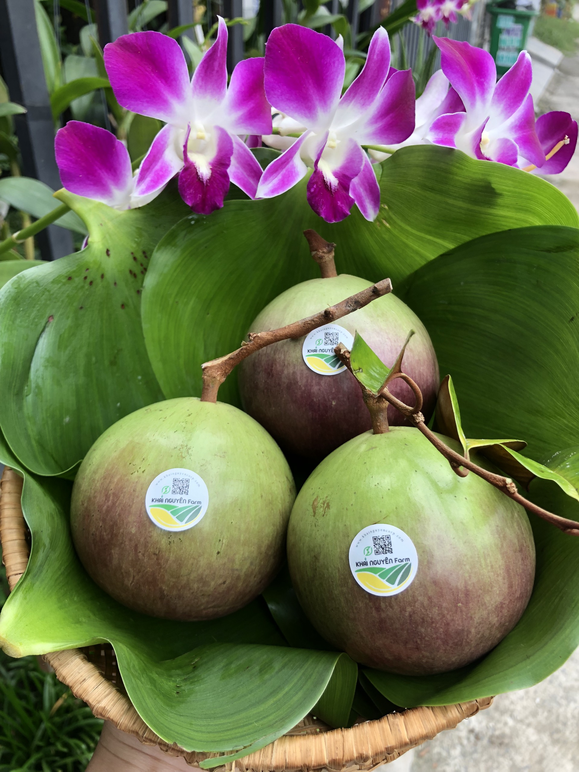 Vú sữa tím bắc thảo