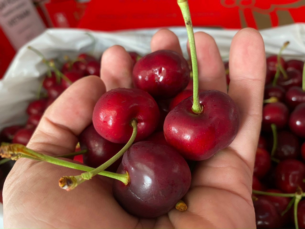 Cherry Úc Koala-Chelan