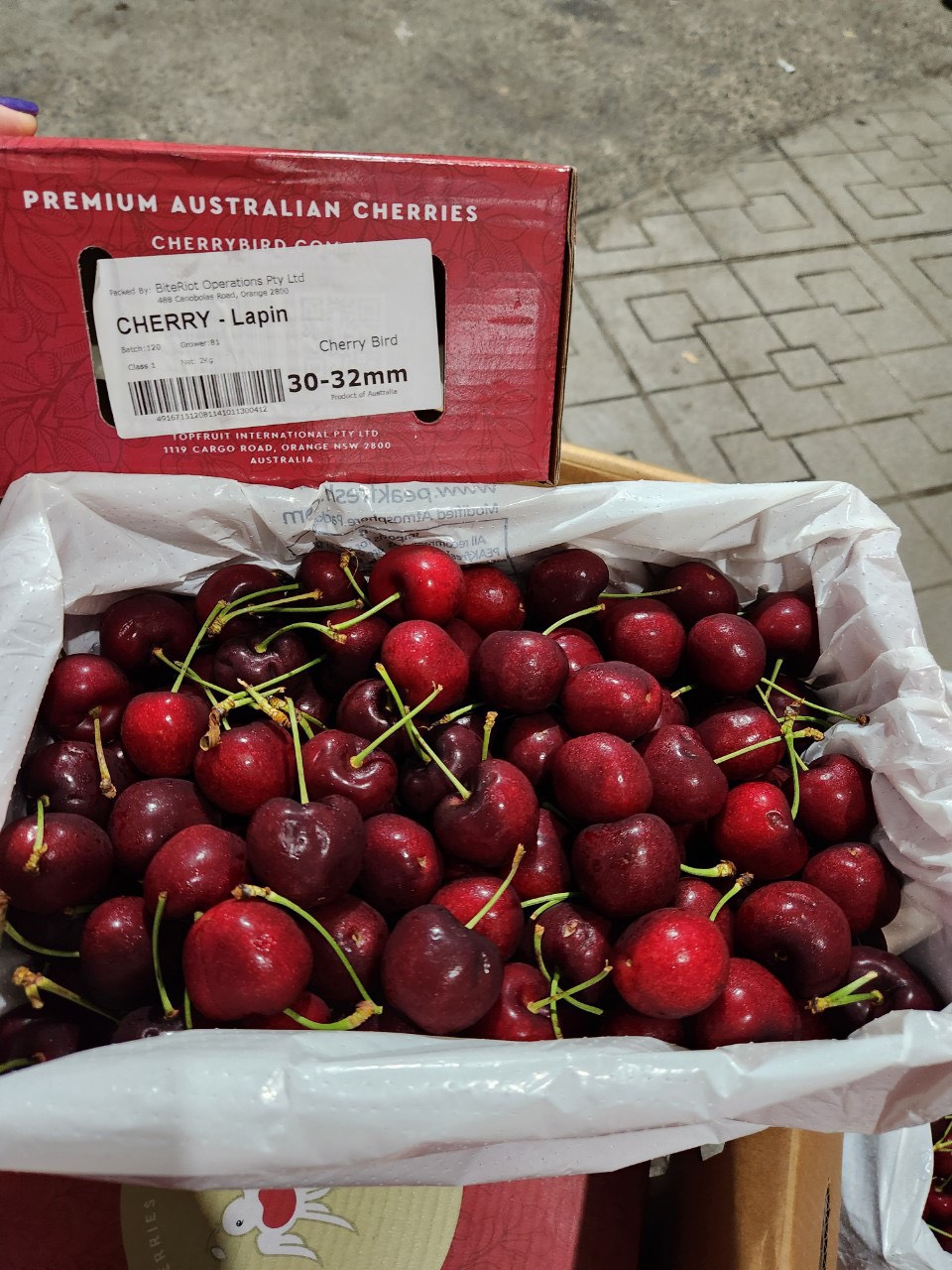 Cherry Bird Premium AUS 30-33