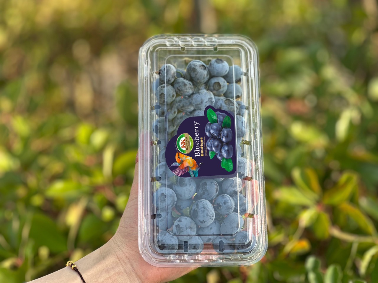 Việt quất Thái hộp 250g