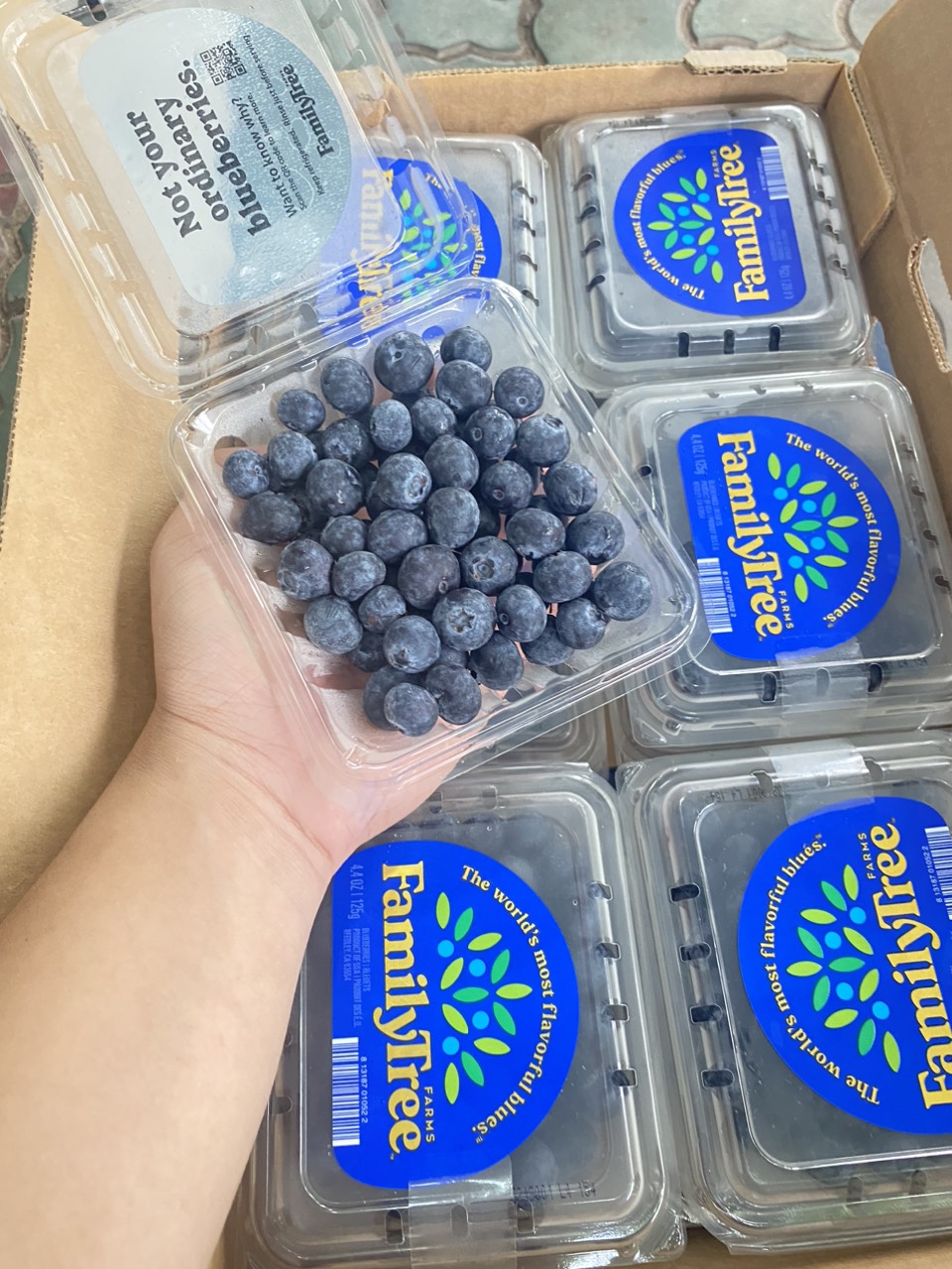 Việt quất Mỹ Family tree