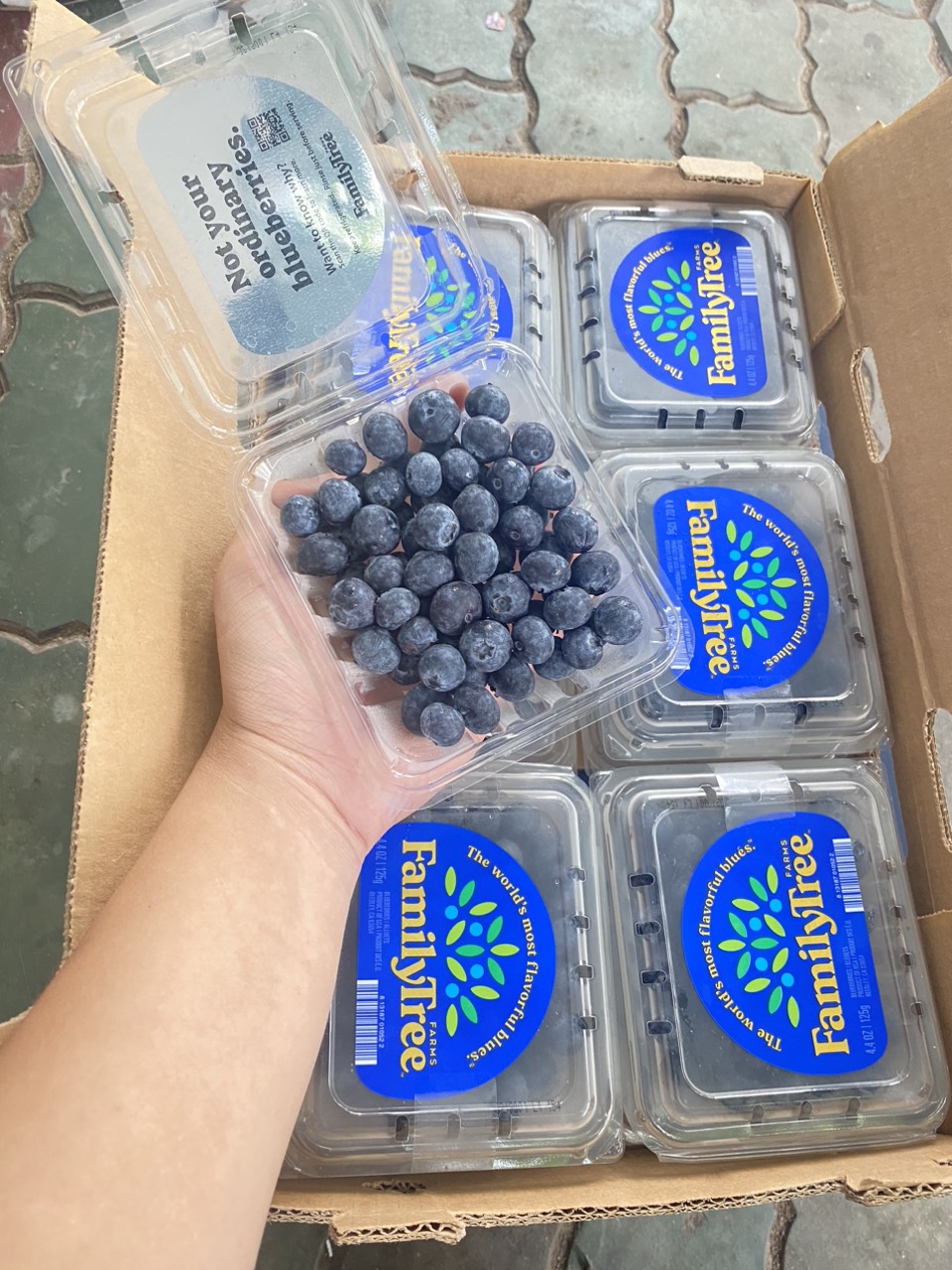 Việt quất Mỹ Family tree