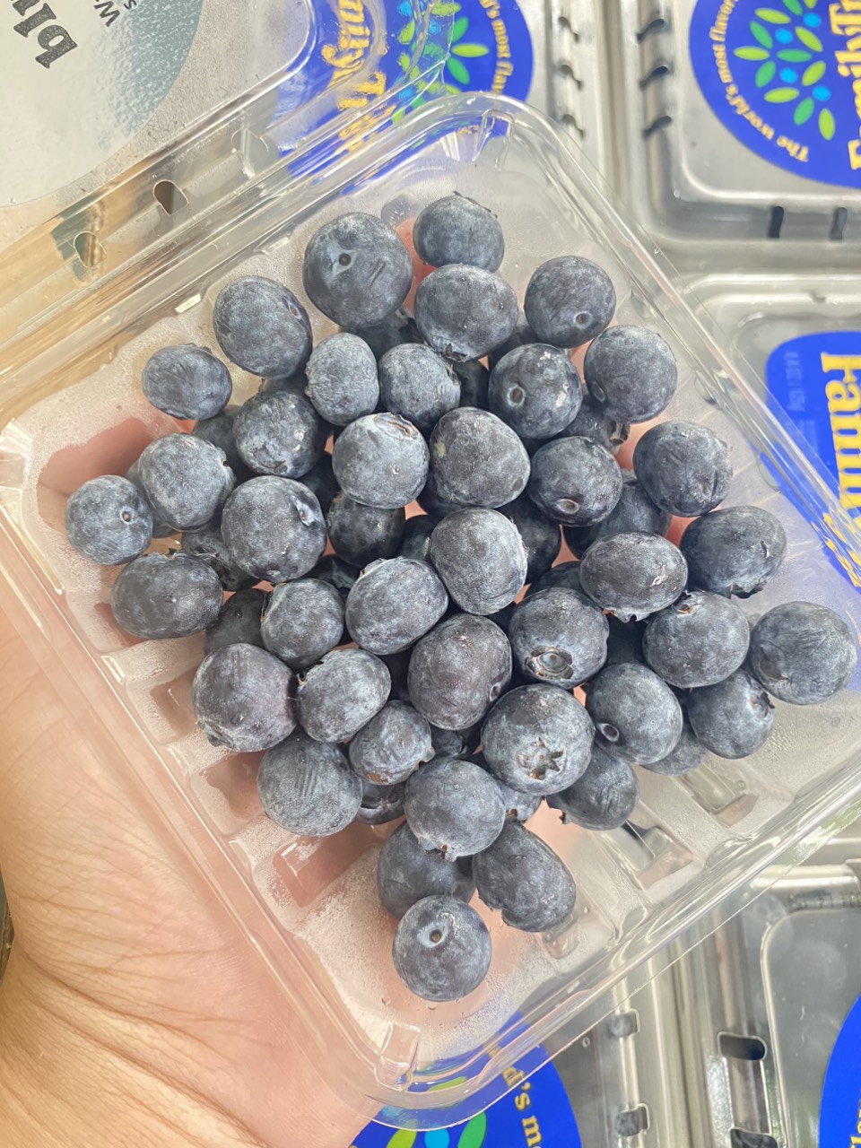 Việt quất Mỹ Family tree