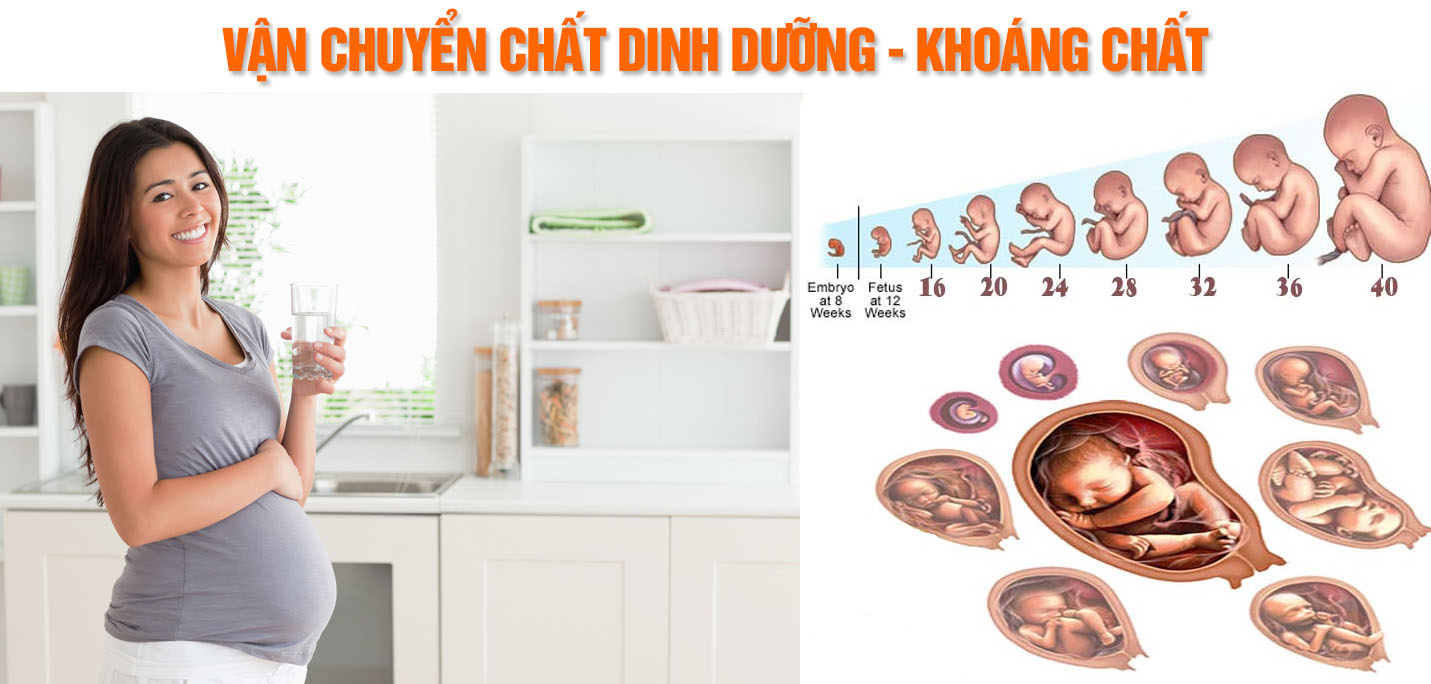 Canxi có lợi cho mẹ bầu