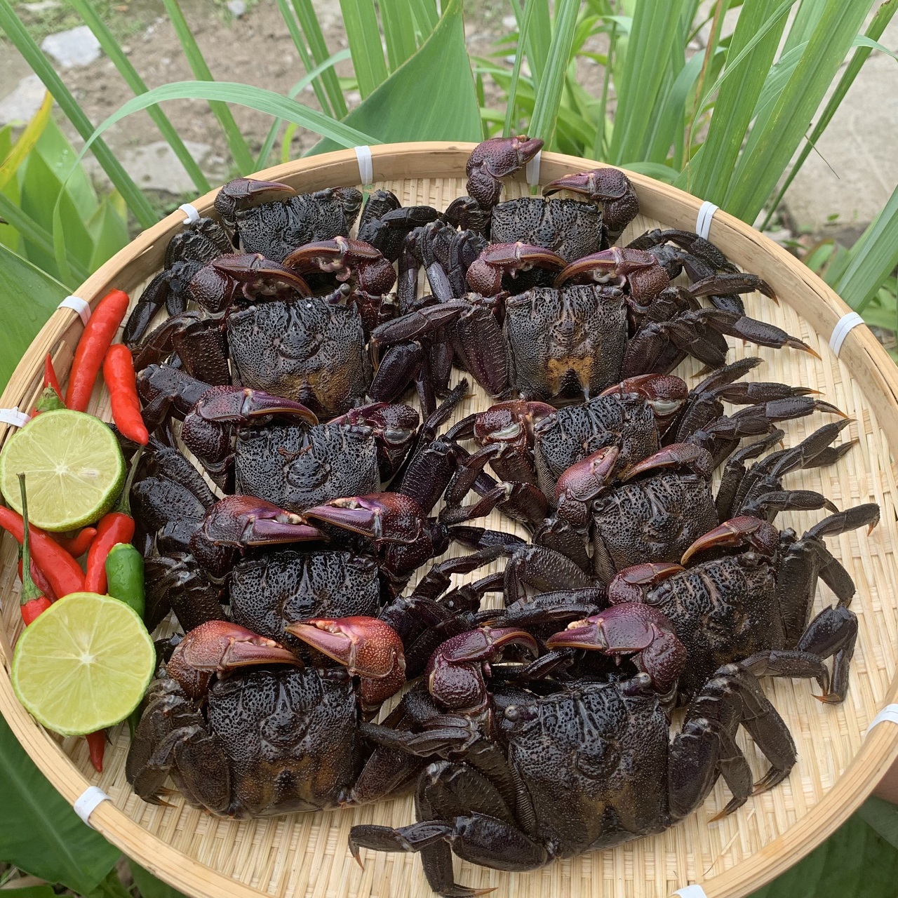 Ba khía muối Rạch Gốc còn nguyên con chưa trộn lựa chắc thịt từng con