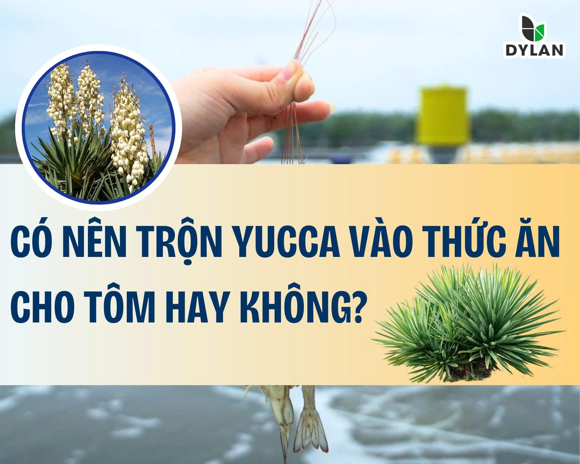Có nên trộn Yucca vào thức ăn cho tôm hay không ?