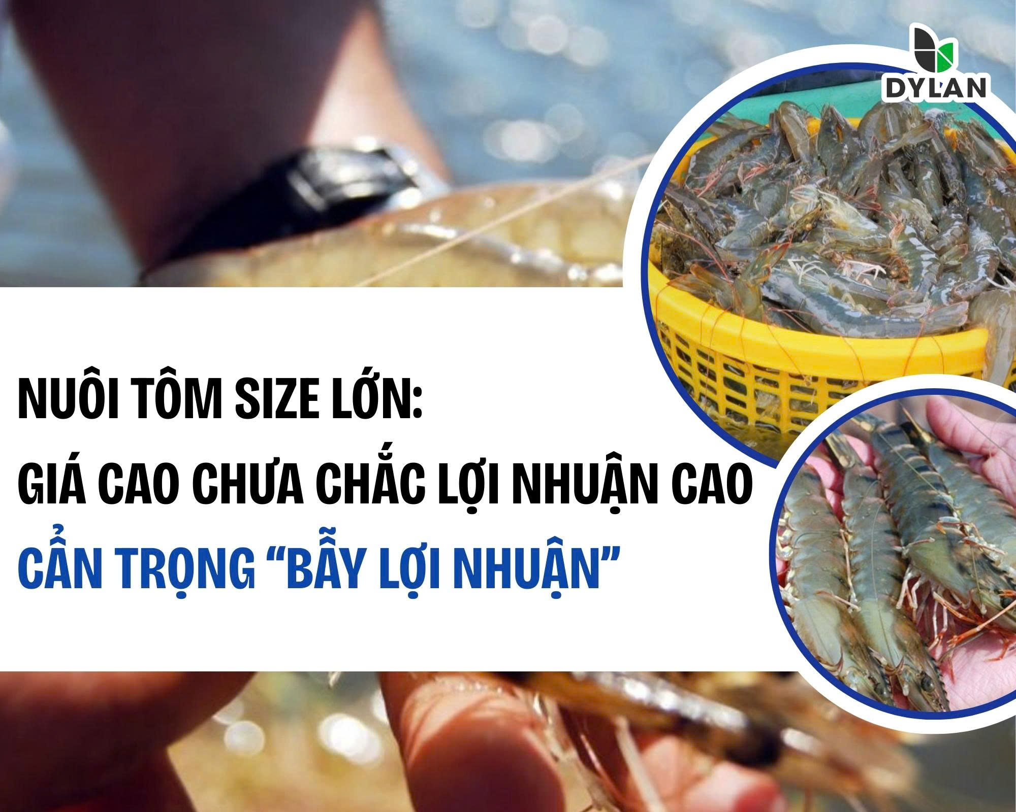 Nuôi tôm size lớn: Giá cao chưa chắc lợi nhuận cao – Cẩn trọng “bẫy lợi nhuận”