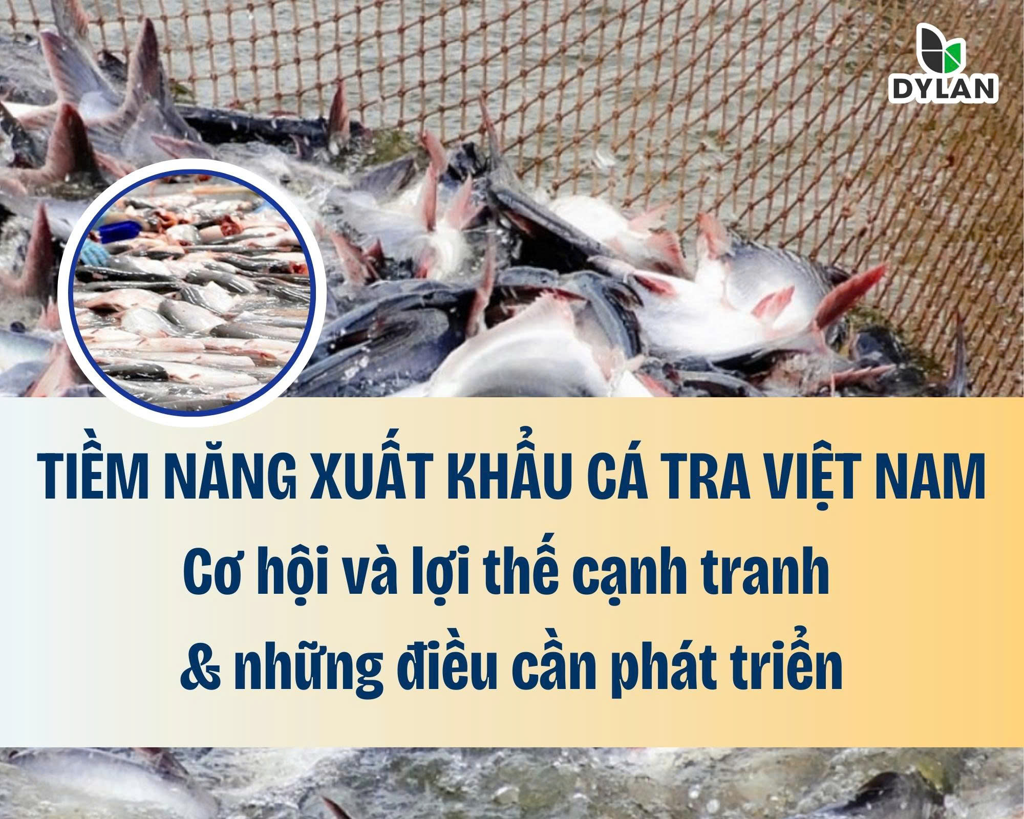 Tiềm năng xuất khẩu cá tra Việt Nam: Cơ hội và lợi thế cạnh tranh và những điều cần phát triển