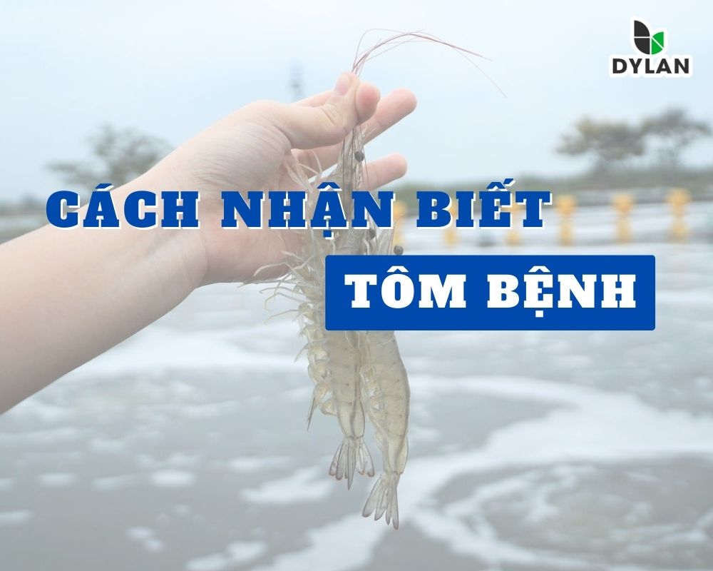 Cách nhận biết tôm bị nhiễm bệnh