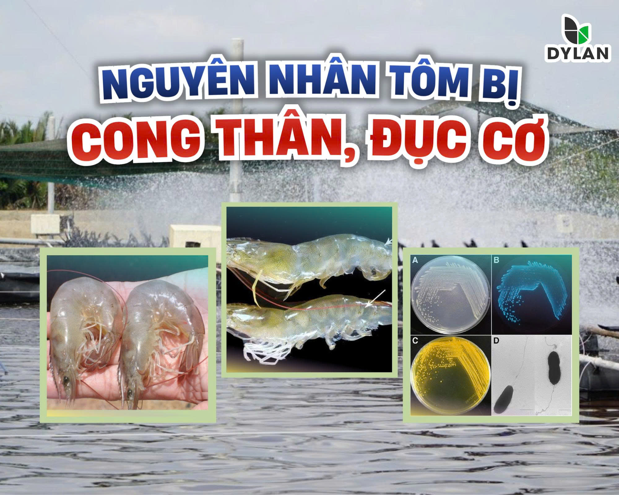 NGUYÊN NHÂN GÂY CONG THÂN, ĐỤC CƠ TRÊN TÔM THẺ CHÂN TRẮNG