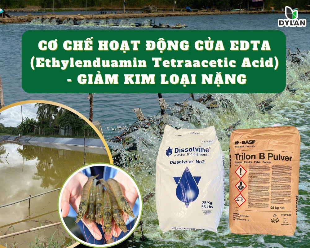 Cơ Chế Hoạt Động Của EDTA (Ethylendiamin Tetraacetic Acid) - GIẢM KIM LOẠI NẶNG