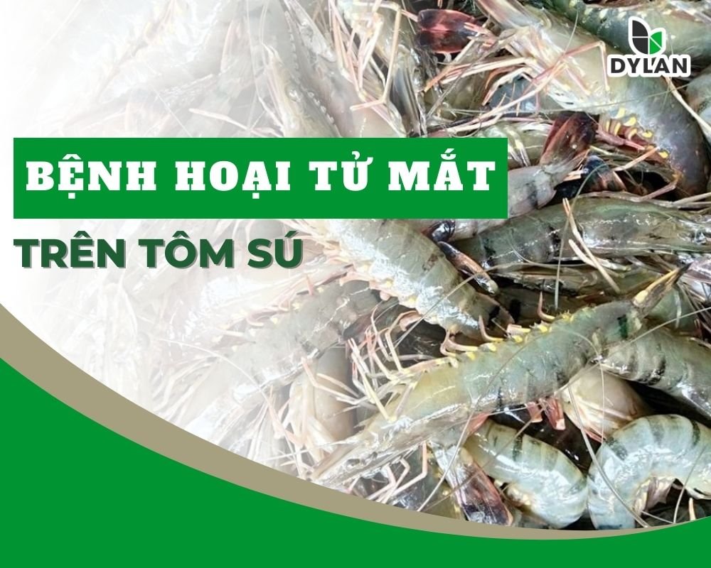 Bệnh Hoại tử mắt trên tôm sú