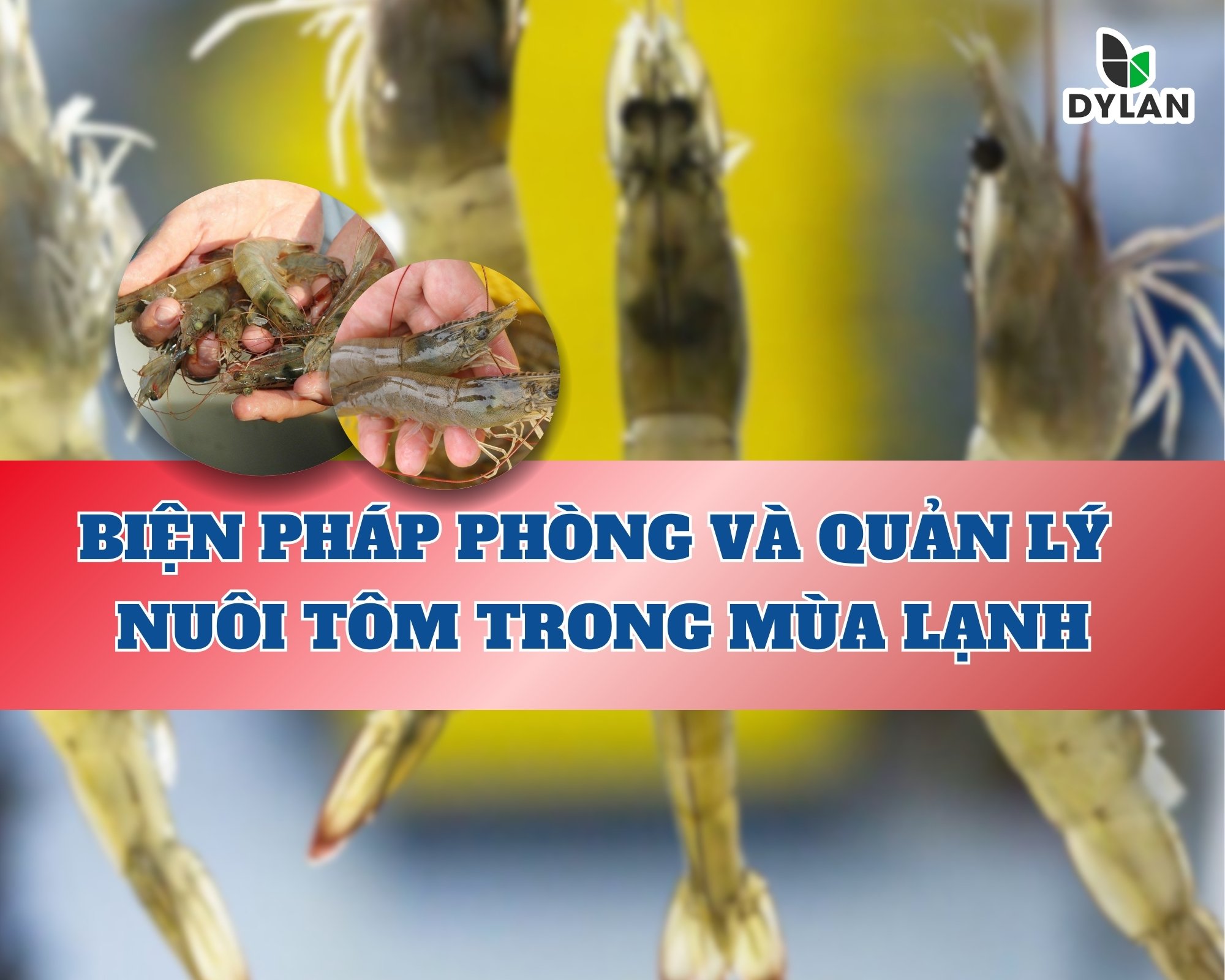 BIỆN PHÁP PHÒNG VÀ QUẢN LÝ NUÔI TÔM TRONG MÙA LẠNH