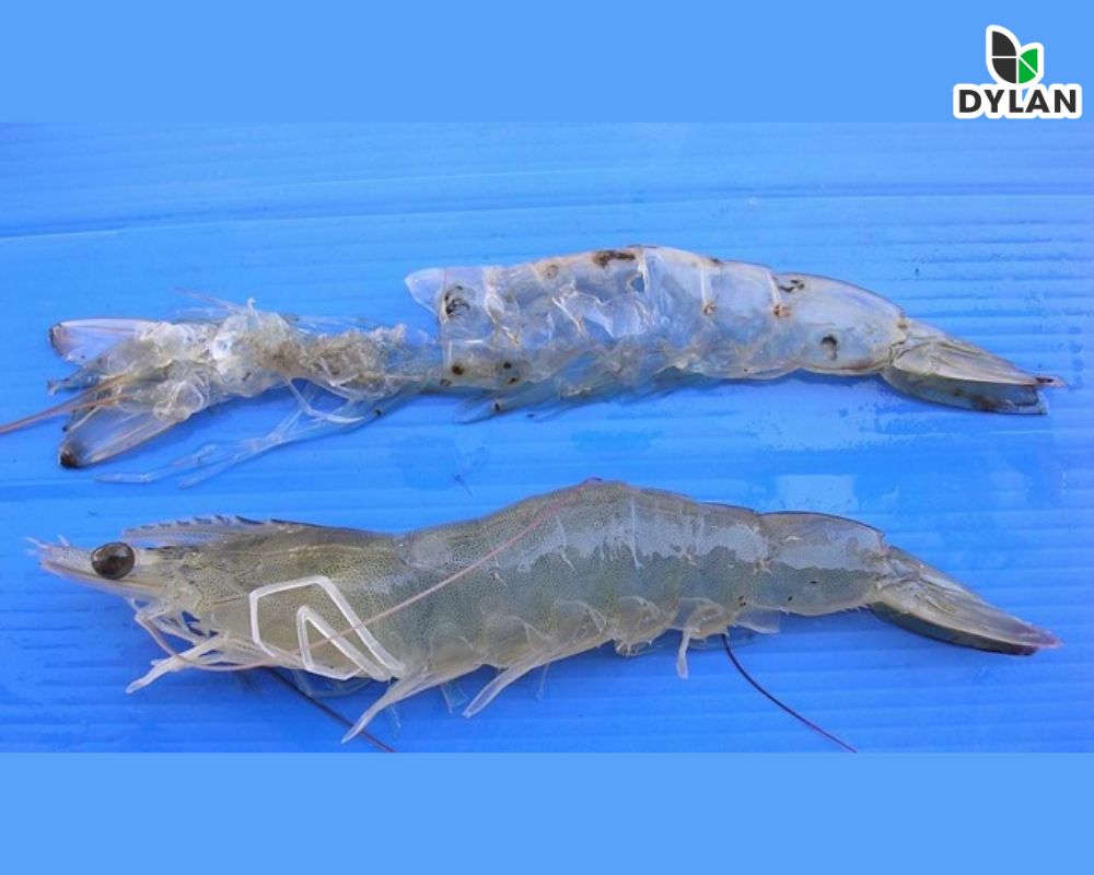 Những vấn đề lột xác của tôm trong ao nuôi