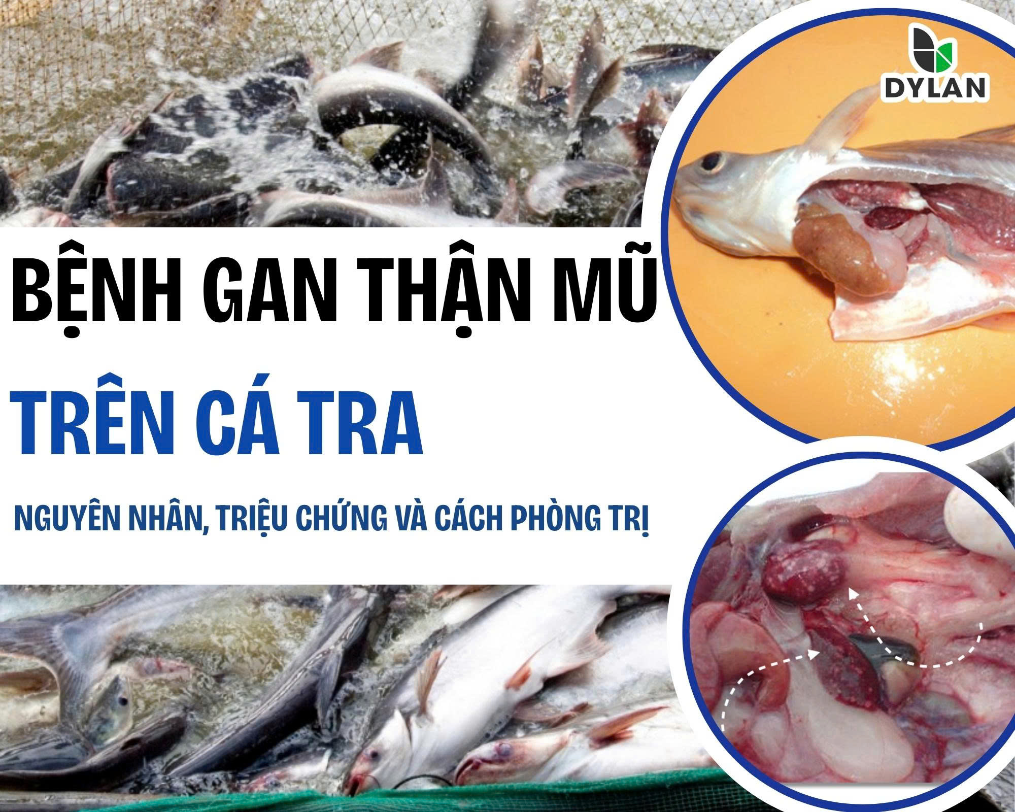 BỆNH GAN THẬN MỦ TRÊN CÁ TRA – NGUYÊN NHÂN, TRIỆU CHỨNG VÀ CÁCH PHÒNG TRỊ