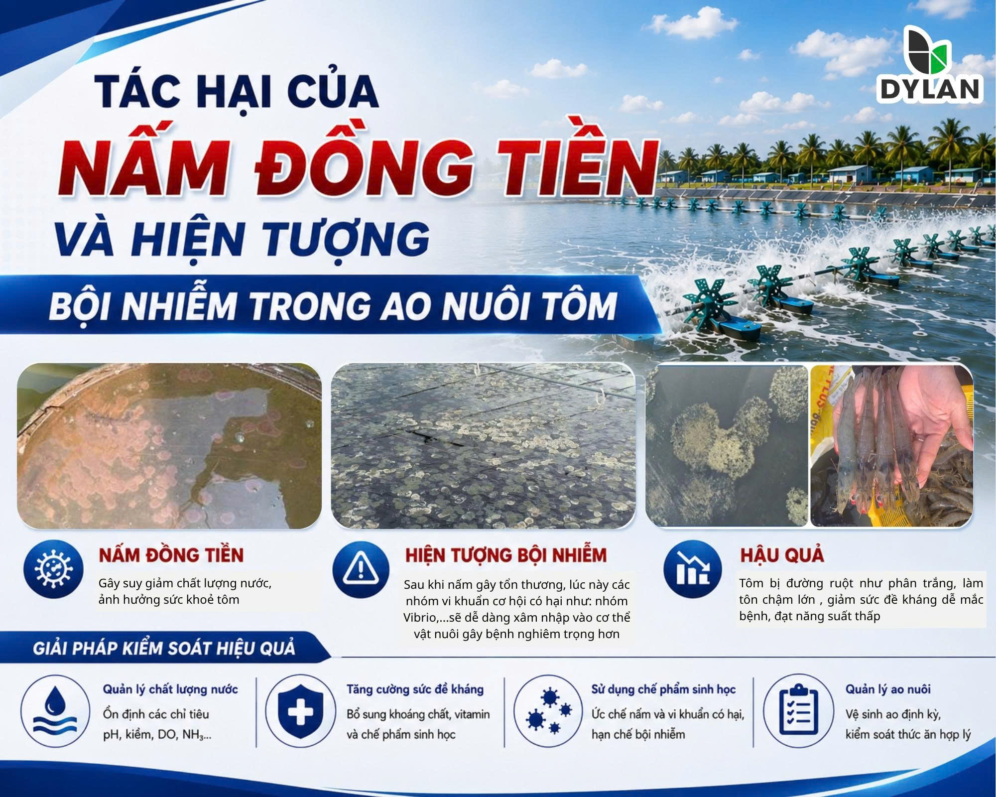 Tác hại của nấm đồng tiền và hiện tượng bội nhiễm trong ao nuôi tôm