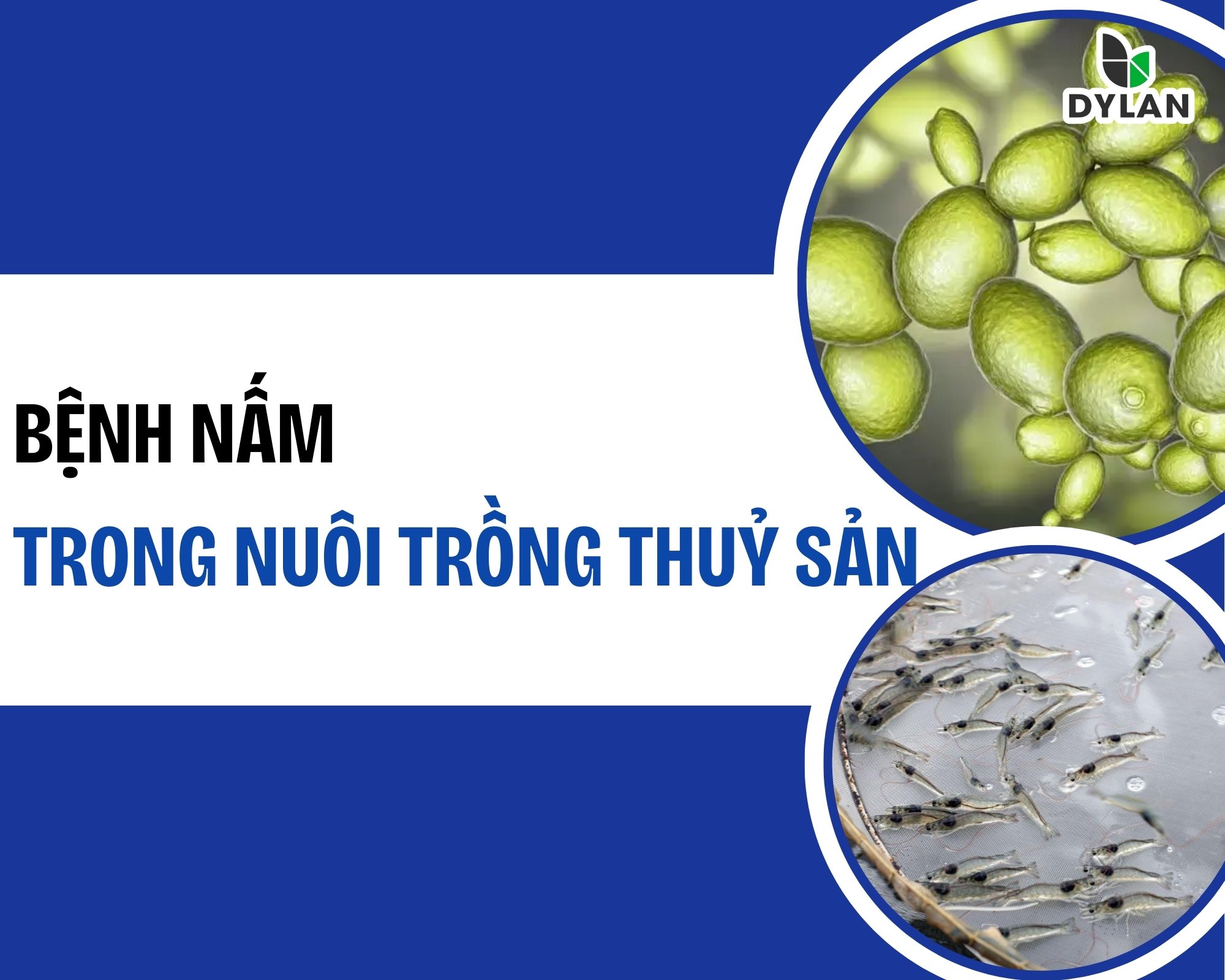 BỆNH NẤM TRONG NUÔI TRỒNG THỦY SẢN