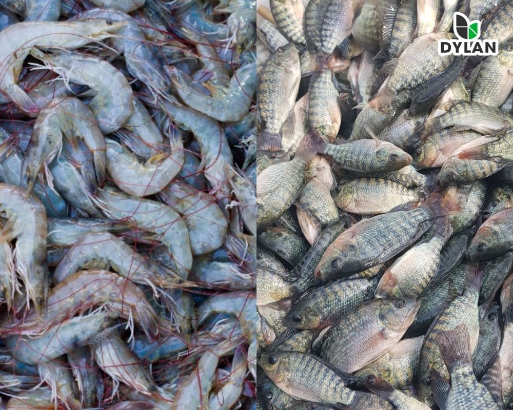 Phương pháp nuôi kết hợp cá rô phi với tôm