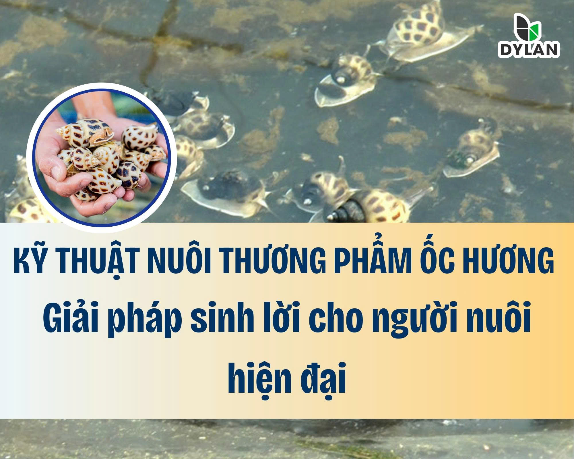 Kỹ Thuật Nuôi Thương Phẩm Ốc Hương – Giải Pháp Sinh Lời Cho Người Nuôi Hiện Đại