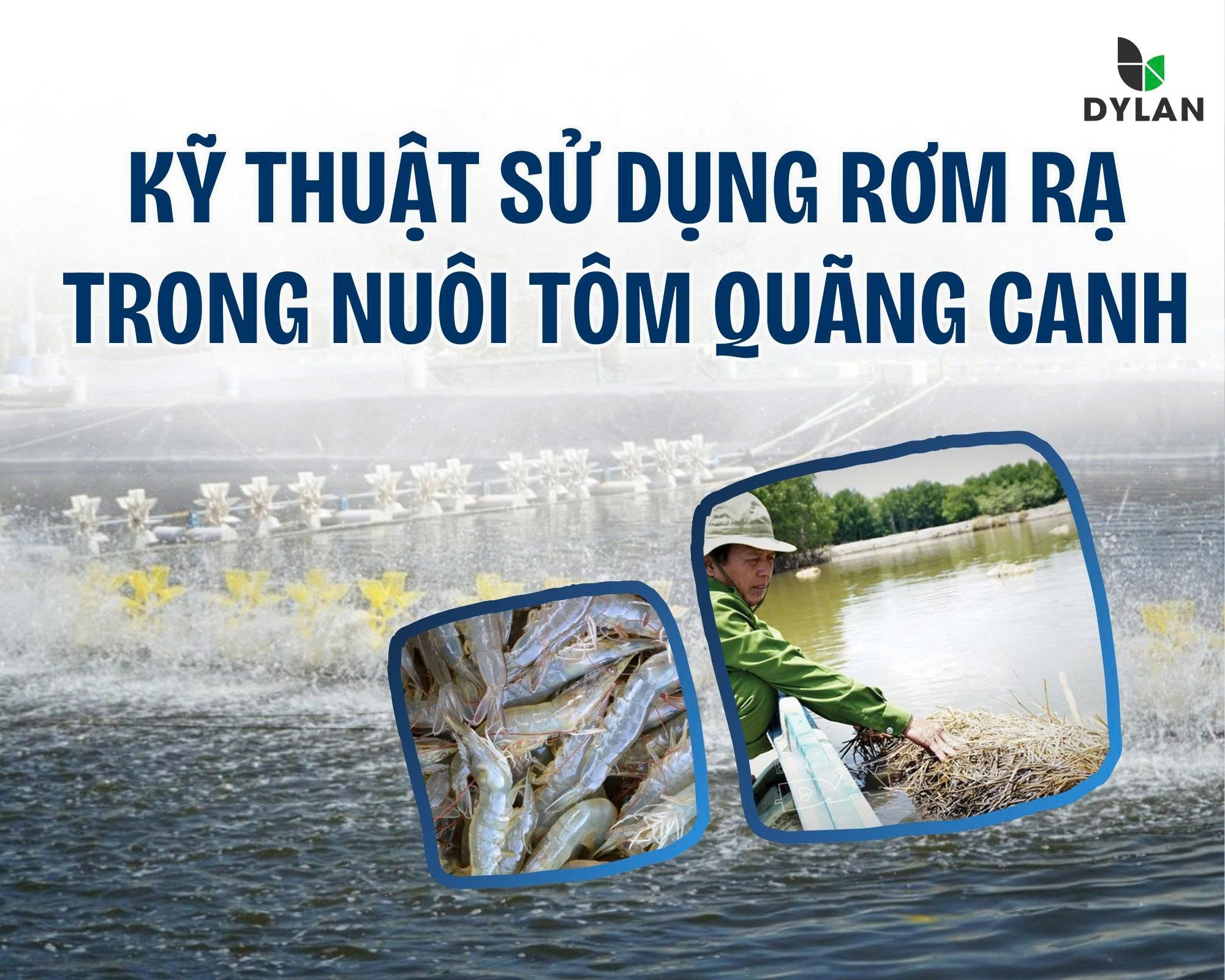 KỸ THUẬT SỬ DỤNG RƠM RẠ TRONG NUÔI TÔM QUẢNG CANH