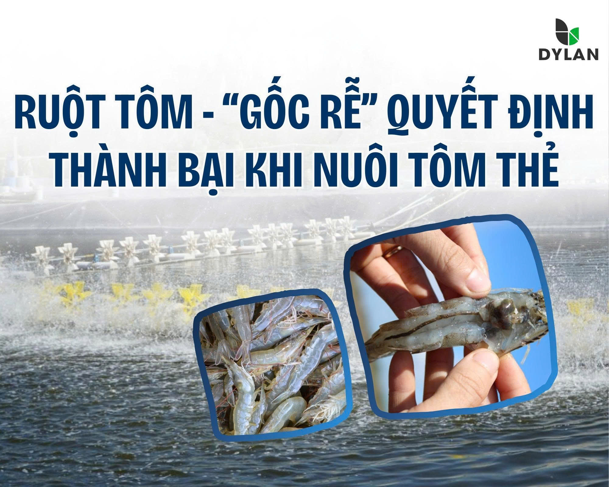 RUỘT TÔM – “GỐC RỄ” QUYẾT ĐỊNH THÀNH BẠI KHI NUÔI TÔM THẺ
