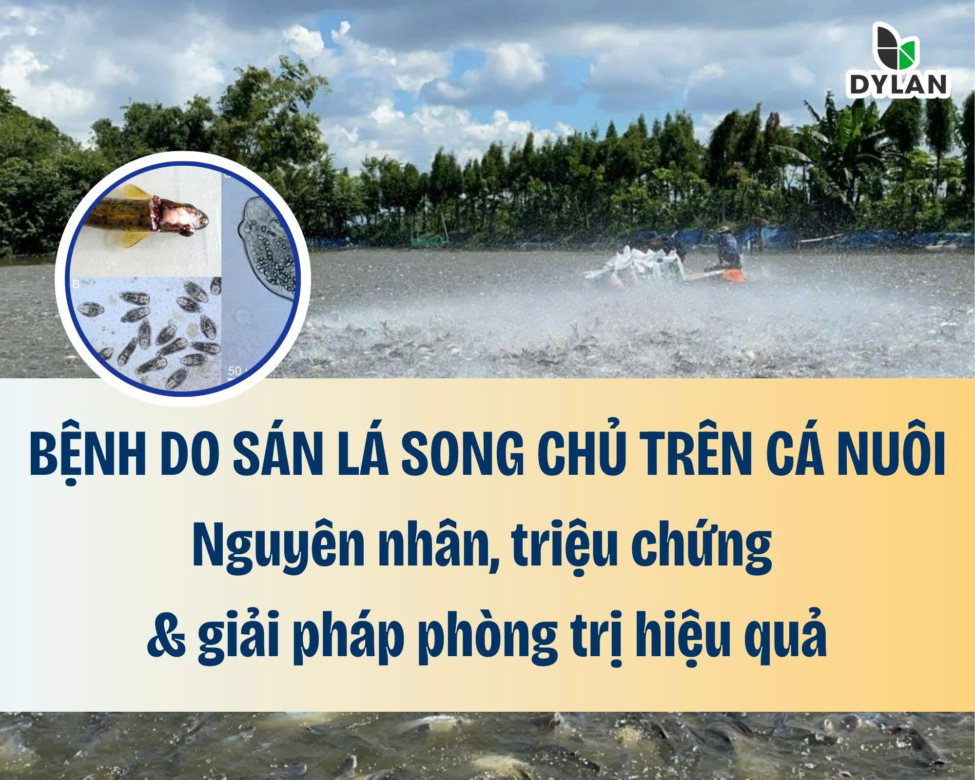 Bệnh do sán lá song chủ trên cá nuôi – Nguyên nhân, triệu chứng và giải pháp phòng trị hiệu quả