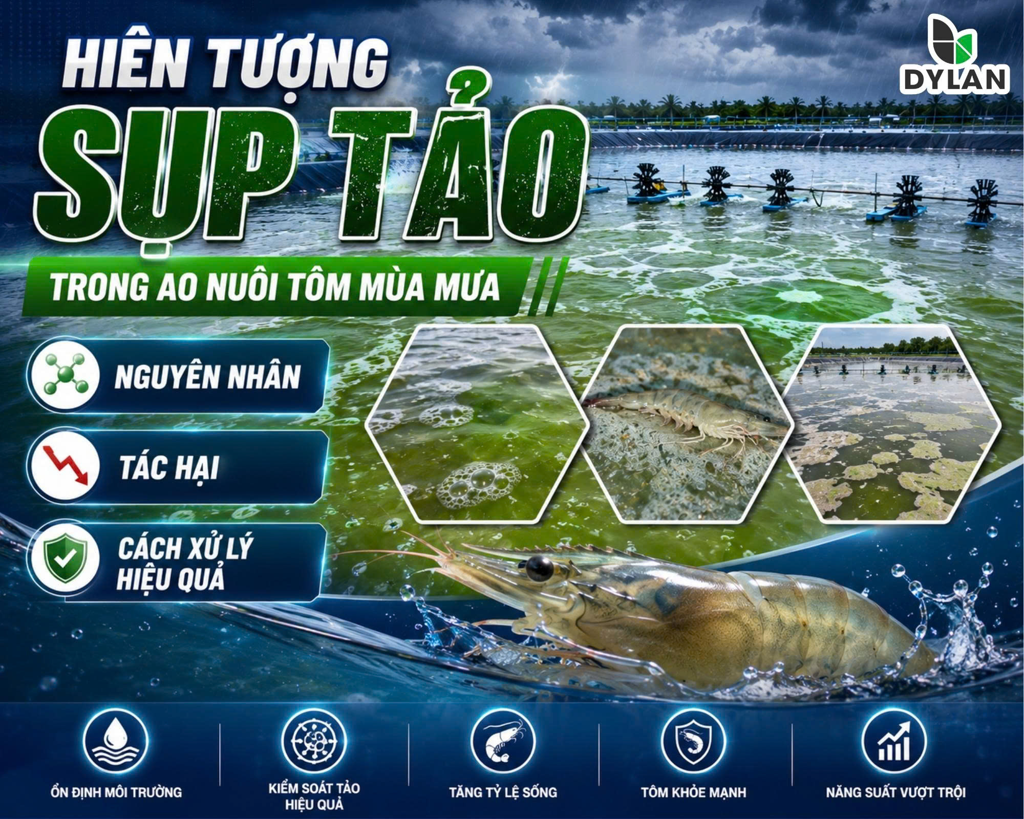 Hiện tượng sụp tảo trong ao nuôi tôm mùa mưa: Nguyên nhân, tác hại và cách xử lý hiệu quả